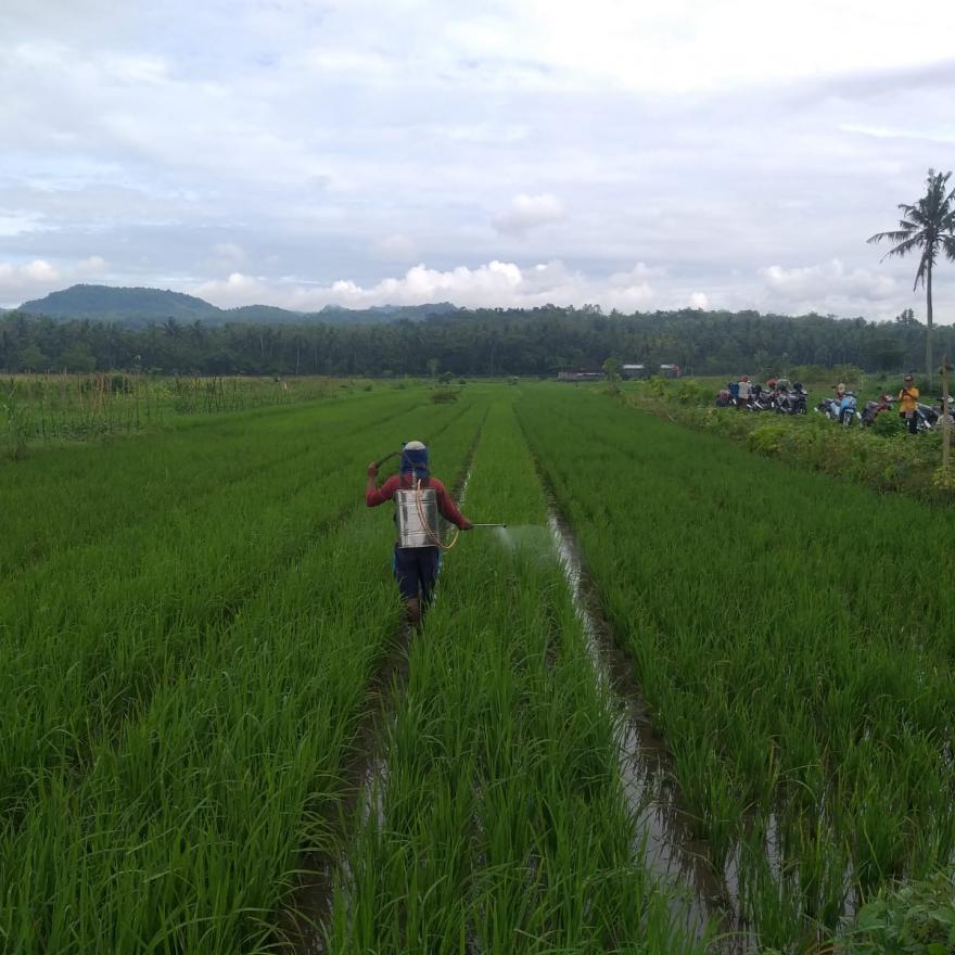 Kelompok Tani Aneka Karya Padukuhan Ngulakan Bersama BPP Lakukan Gerdal